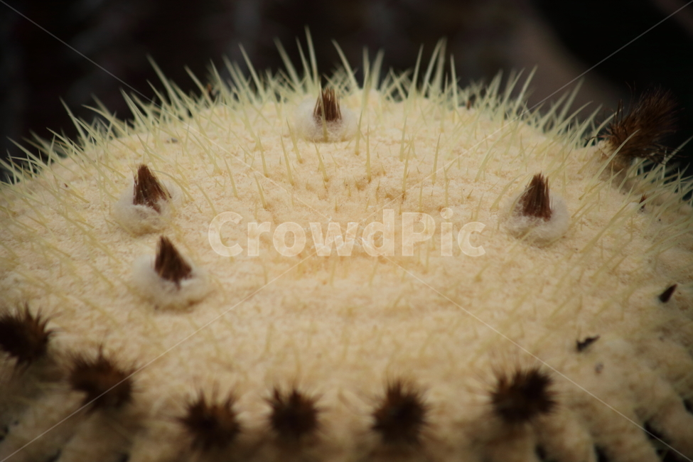 황금술통선인장,금호,금호선인장,선인장,goldenbarrelcactus