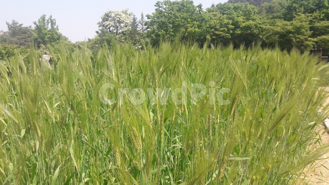 식물,보리,청보리,초록,plant,식물,자연,plants,nature