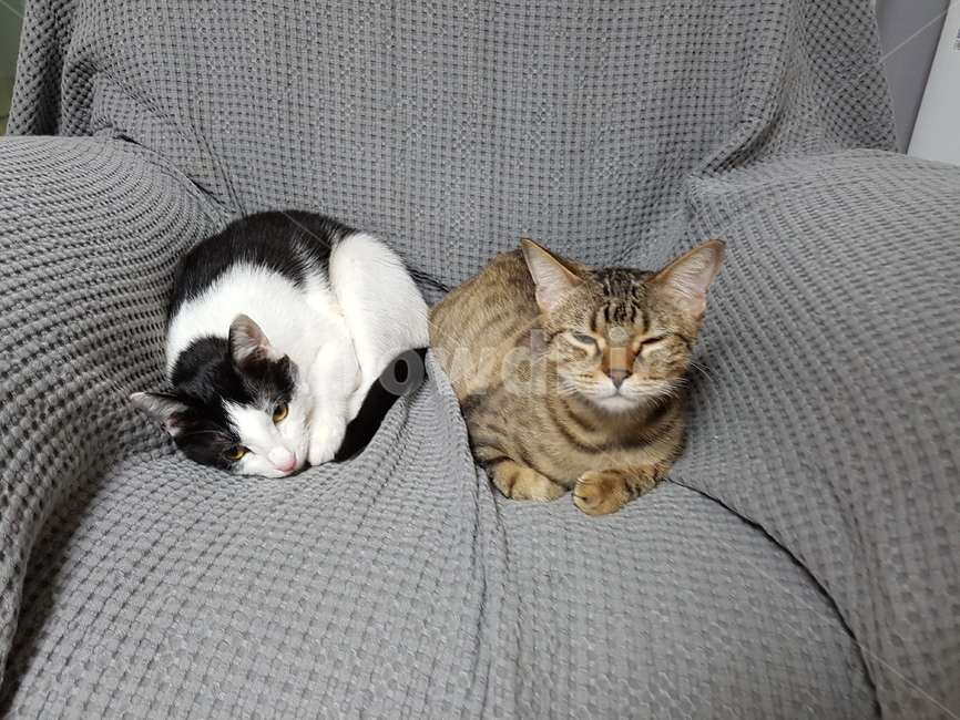 코숏,고양이,흰색,검정색,핑크,동물,animal,포유류,mammal,고양이,cat,kitten,kitty