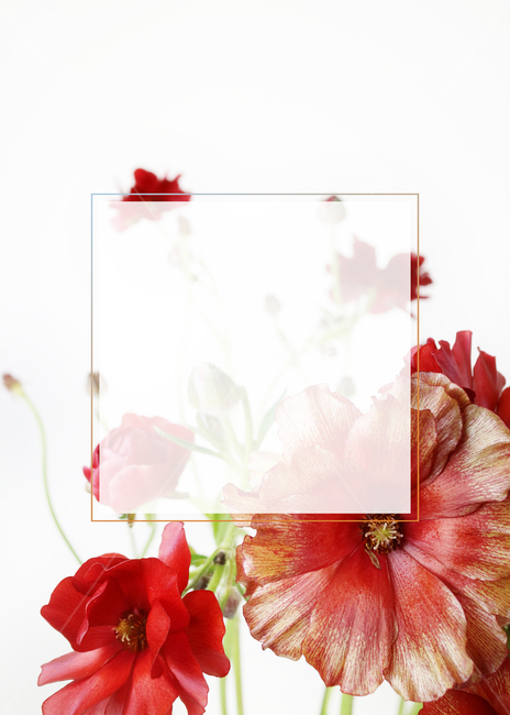 꽃,봄,식물,백그라운드,배경,배경이미지,flower,background,봄배경,꽃배경,plant,nature,프레임,빨간꽃,버터플라이라넌큘러스