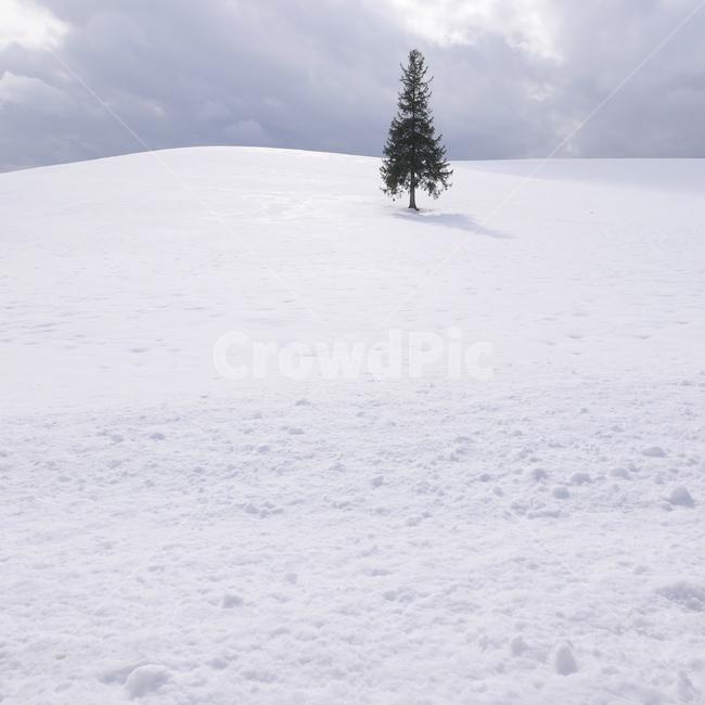 겨울,눈,나무,크리스마스트리,설원,겨울,계절,winter,season,자연,풍경,nature,landscape,식물,plants,나무,trees,wood,tree,plant,fir,전나무