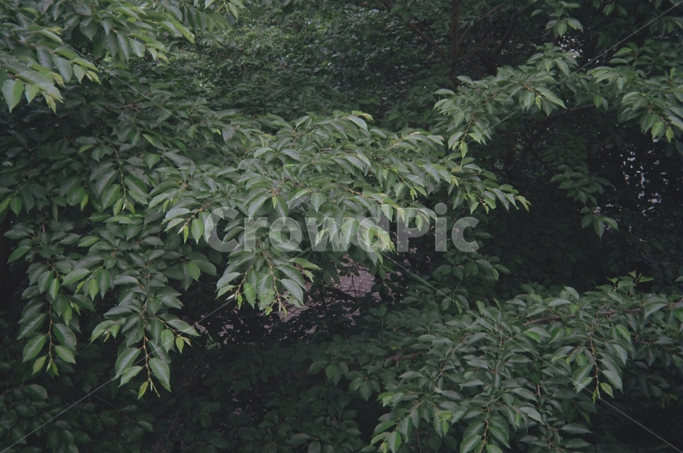 나무,나뭇잎,숲,숲속,아침,새벽,감성,필름,산,필카,후지,film,tree,식물,자연,plants,nature