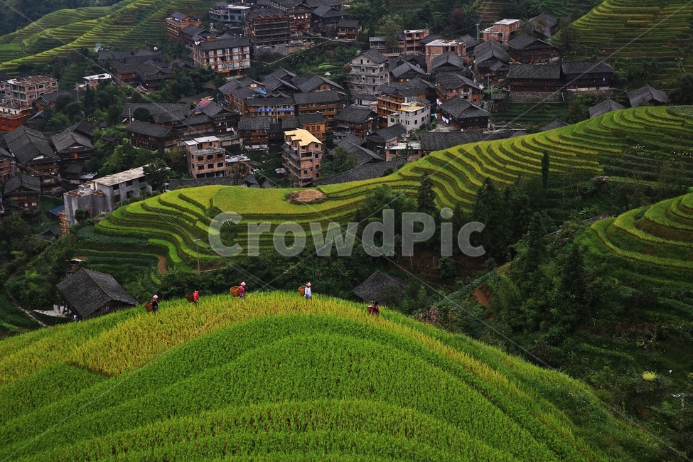 nature,자연,outdoors,옥외,scenery,풍경,landscape,경치,slope,경사,mountain,산,mountainrange,산맥,중국,계림,용척,용척제전,다랭이논,용척다랭이논,농업,농사,경작,농경지,집,가옥,사람,인간,원주민