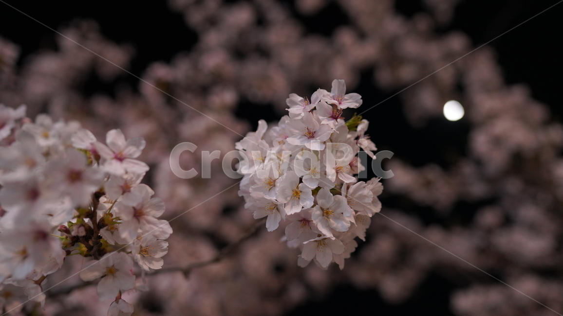 벚꽃,봄,만개,꽃잎,밤,가로등,저녁,어두운,핑크,꽃,blossom,나무,cherryblossom,flower,식물,빛