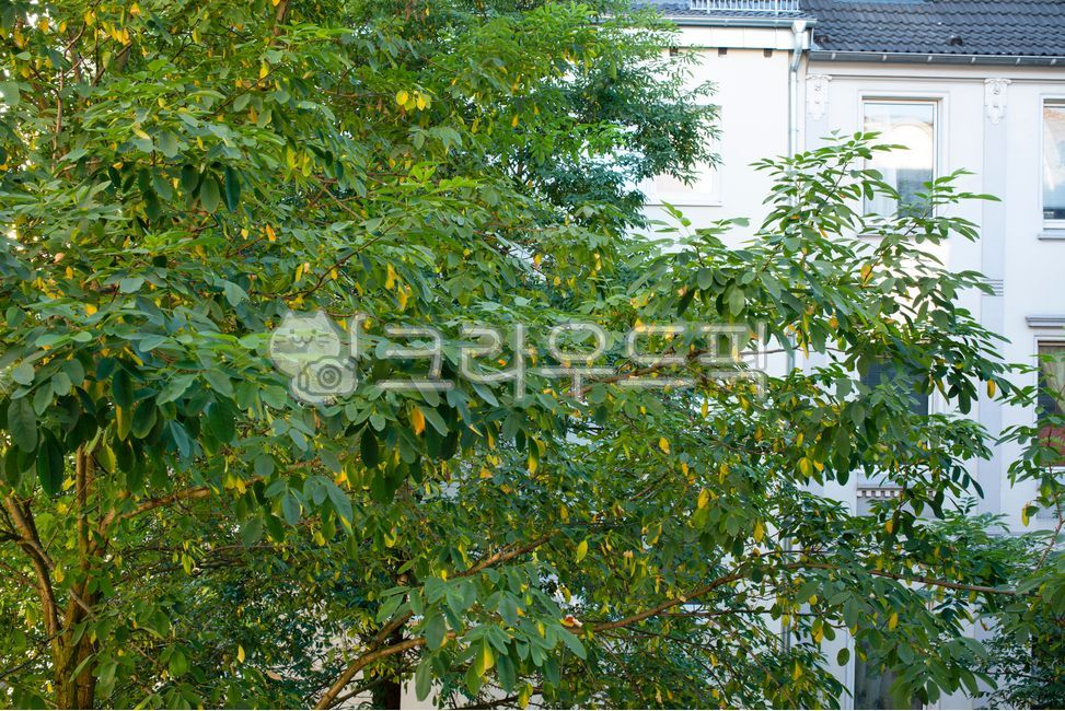 푸른나무,초록색,녹색,나무,건물외벽,건물,외벽,식물,greentree,green,tree,buildingexteriorwall,building,exteriorwall,plant