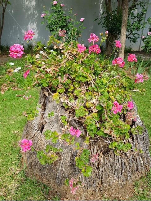 나무,꽃,나무에핀꽃,특히한꽃,생명력,가든,정원,이색정원