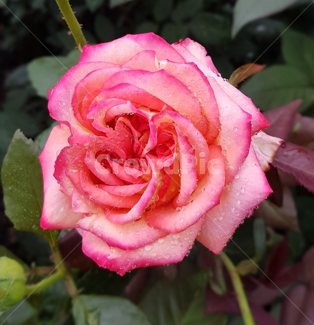 꽃,꽃한송이,식물,자연,분홍,flower,plant,nature,pink,이슬,dew,물방울,분홍색꽃,핑크색꽃