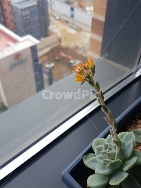 꽃,다육이,꽃대,화분,빛,flower,window