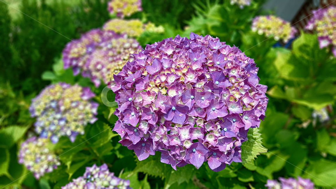 수국,수국화,flower,blossom,plant,식물,geranium,제라늄,꽃