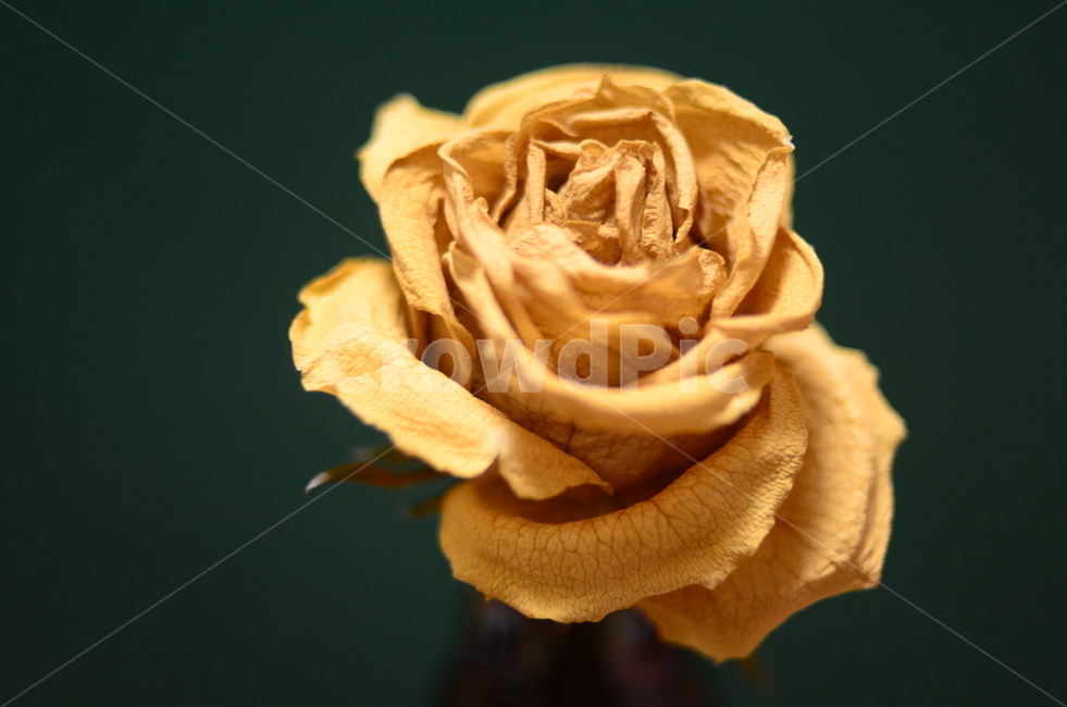 장미,말린장미,드라이플라워,노란색,노란장미,초록,초록색벽,rose,yellow,green,dryflower,flower