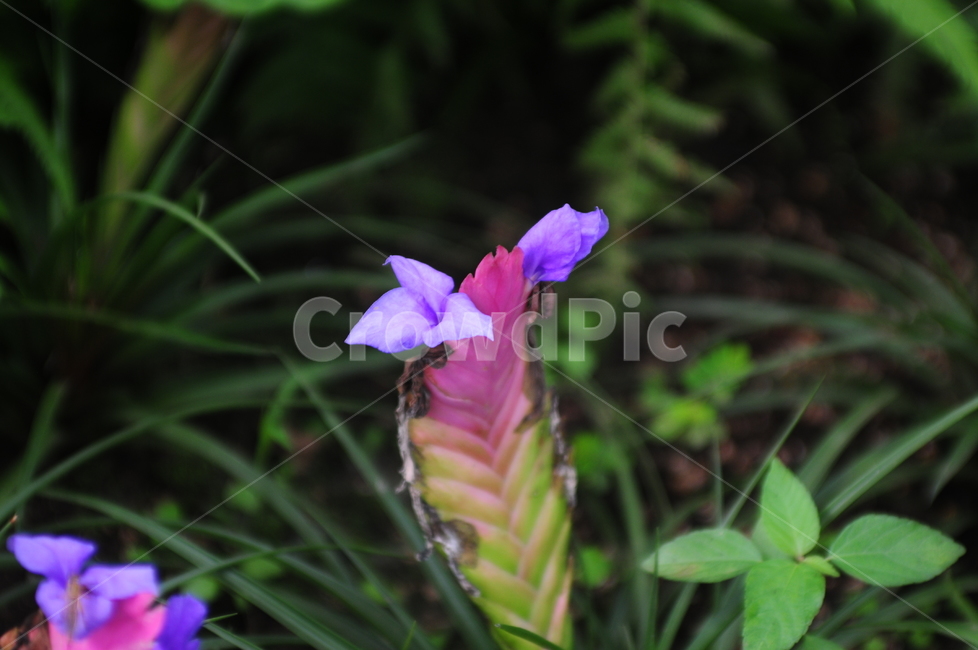 꽃,flower,봄,spring,식물