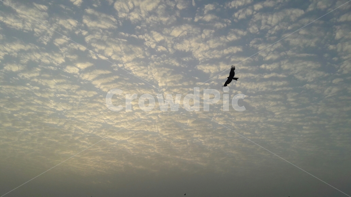 저녁노을,독수리,비상,새,저녁구름,포인트,eagle,dusk,twilight,동물,animal,조류,새,birds
