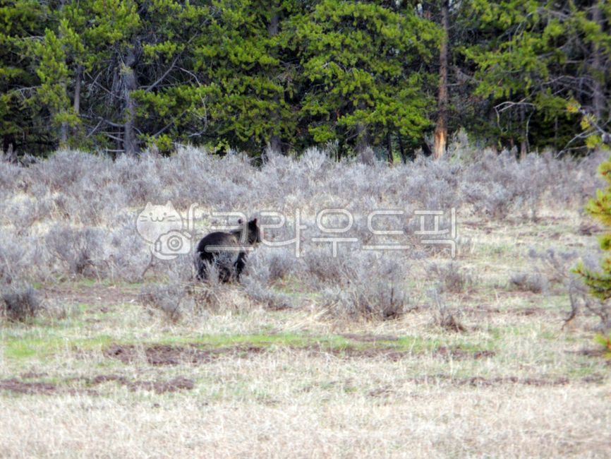 옐로우스톤,국립공원,곰,미국,와이오밍,유네스코,세계자연유산,세계유산,yellowstone,nationalpark,bear,usa,wyoming,unesco,worldnaturalheritage,worldheritage,nature,outdoors