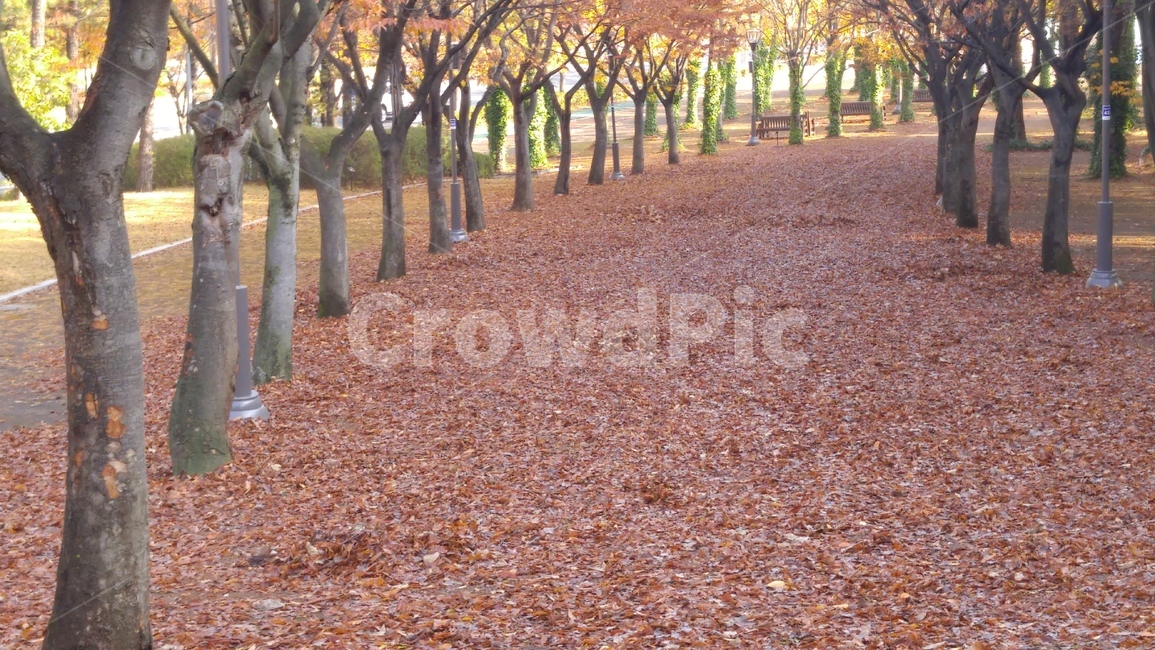 가을,낙엽,길,문수마로니에,풍경,가을,계절,fall,autumn,season,자연,풍경,nature,landscape,tree,나무,plant,식물,tree trunk,나무 줄기,ground,바닥