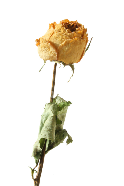 장미,장미꽃,노랑,노랑색,말린,말린꽃,말린장미,그린,녹색,꽃,사랑,오래된,자연,식물,드라이플라워,brown,dead,death,decoration,dry,flower,green,leaf,love,macro,natural,nobody,object,old,plant,romance,rose,single,yellow,식물,자연,plants,nature,꽃,flower,누끼,remove background