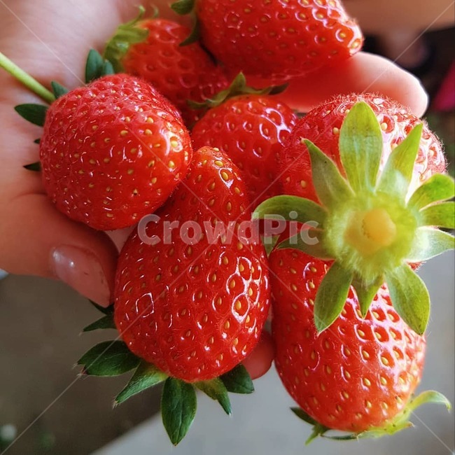 딸기,감성사진,과일,빨강,음식,strawberry,행복,스트로우베리,기분,디저트,딸기농장,음식,식재료,요리,food,cook,meal,dishes,food reserves,과일,열매,fruit