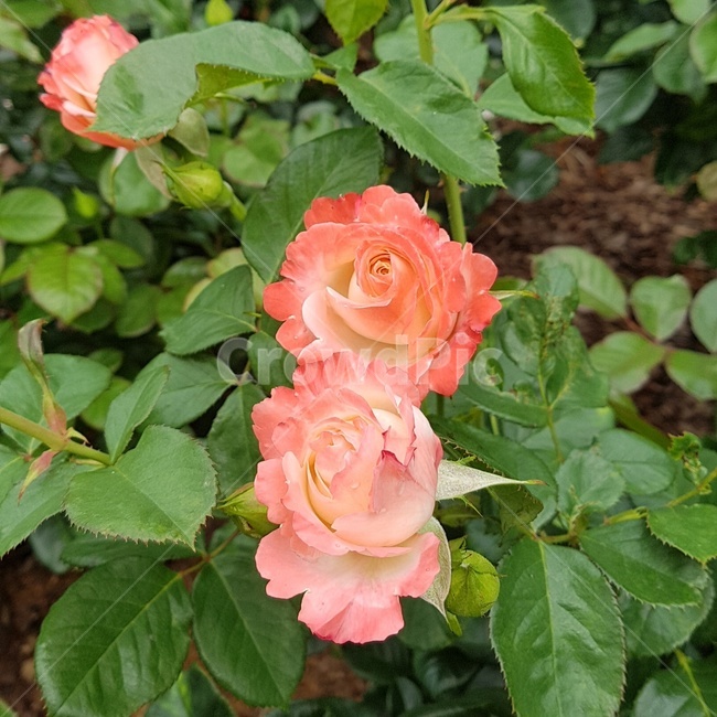 꽃송이,장미,장미축제,로즈데이,꽃다발,하트,love,사랑,자연,계절의여왕,rose,장미향,장미공원,장미무늬