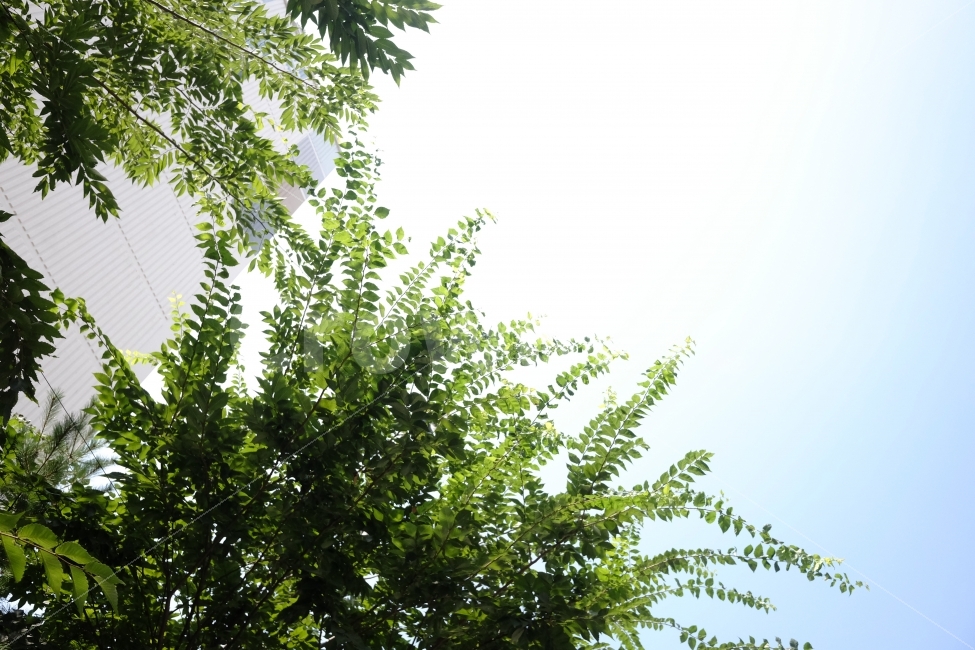 하늘,나무,나뭇잎,맑음,여름,식물,자연,plants,nature