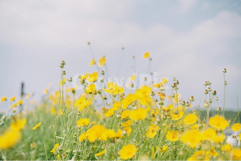 제주,꽃,자연,들꽃,들풀,필름,필름사진,하늘,jeju,flower,wildflower,film