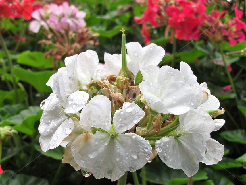 꽃,아름다움,비,물방울,자연,싱그러움,flower,rain,fresh,beautiful,plant,식물,자연,plants,nature,꽃,flower