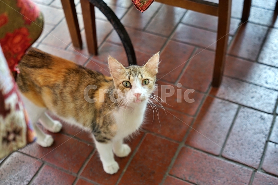 pet,애완동물,animal,동물,mammal,포유류,cat,고양이,길고양이