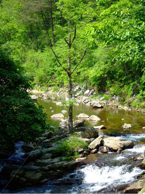 시냇물,나무,숲,산,물,forest,mountain,riverside,water,tree,standtree,자연,풍경,nature,landscape,outdoors,옥외,stream,흐름,creek,작은 만