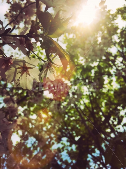 햇살,오후,숲,꽃잎,나무,휴식,힐링,rest,relaxation,healing,식물,자연,plants,nature,꽃,flower