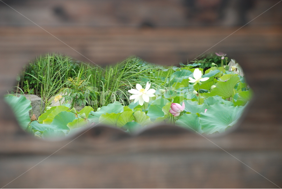 연꽃,연잎,연,자연,풍경,식물,자연,plants,nature,꽃,flower