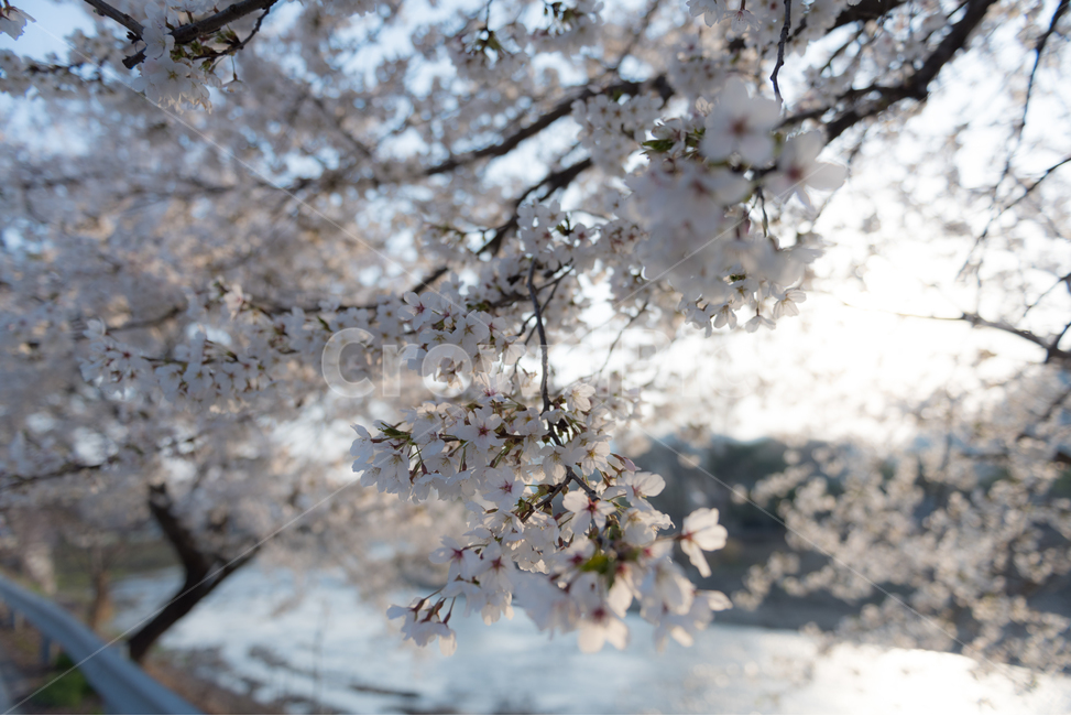 봄,벚꽃,봄꽃,봄풍경,꽃구경,봄,계절,spring,season,식물,자연,plants,nature,꽃,flower,plant