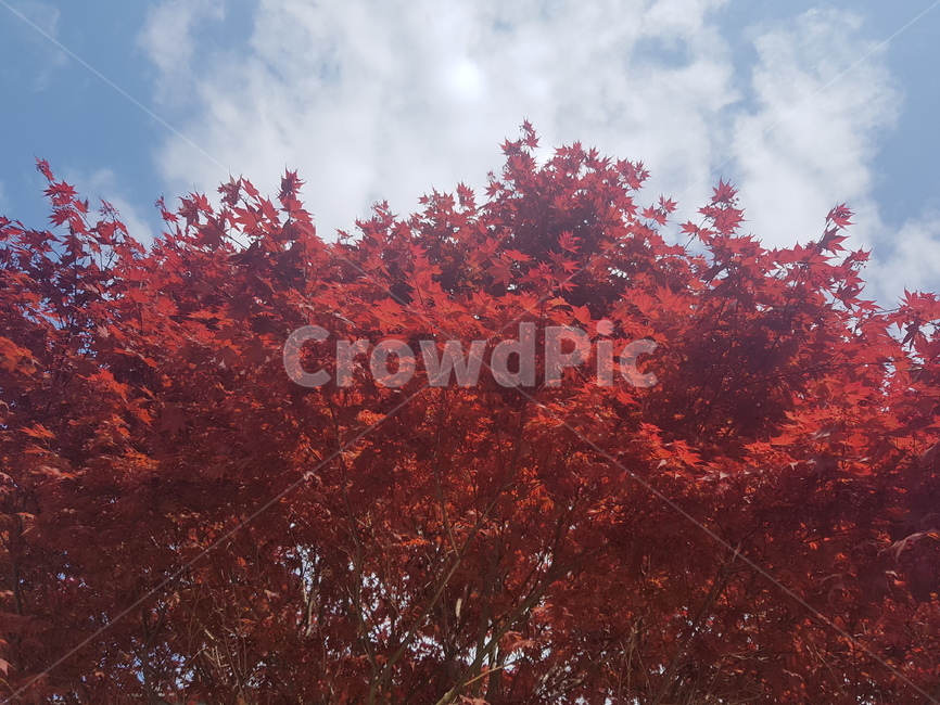 나무,tree,plant,식물,단풍,maple