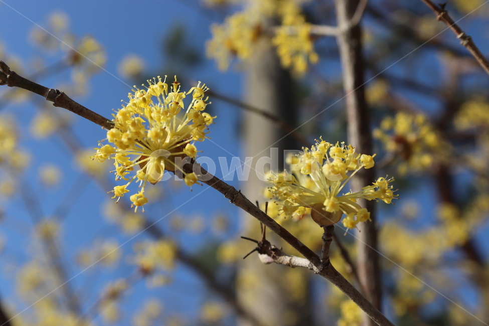 봄,산수유,노란꽃,봄꽃,꽃,나들이,꽃놀이,봄,계절,spring,season,식물,자연,plants,nature,꽃,flower,plant