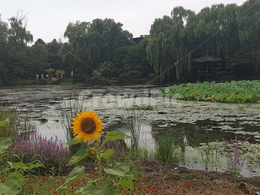 nature,자연,outdoors,옥외,plant,식물,해바라기,꽃,연못,식물원