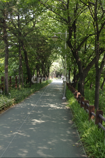 공원,길,나무,신록,식물,plant