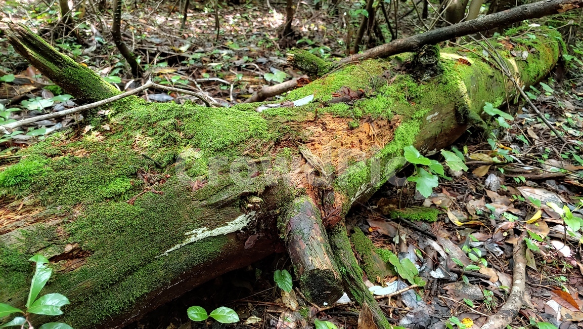 나무,자연,양치식물,이끼,nature