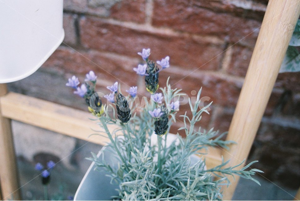 꽃,길꽃,벽돌,예쁜꽃,겨울꽃,꽃,flower,실내용화초,화분,화초,house plant