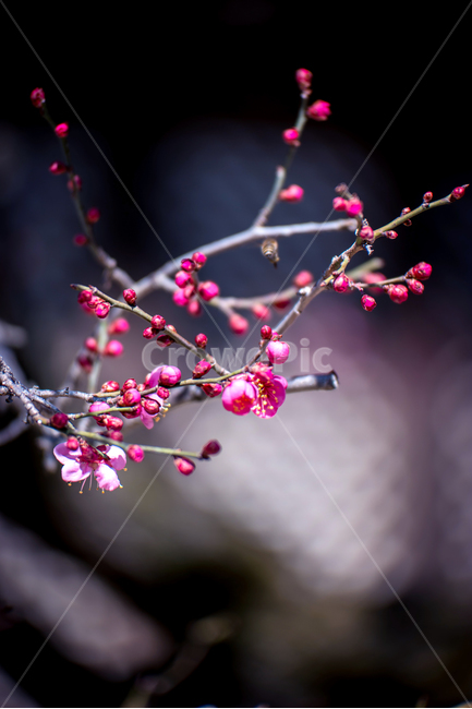 홍매화,자장매,통도사,봄,꽃사진,봄,계절,spring,season,식물,자연,plants,nature,꽃,flower,plant,blossom