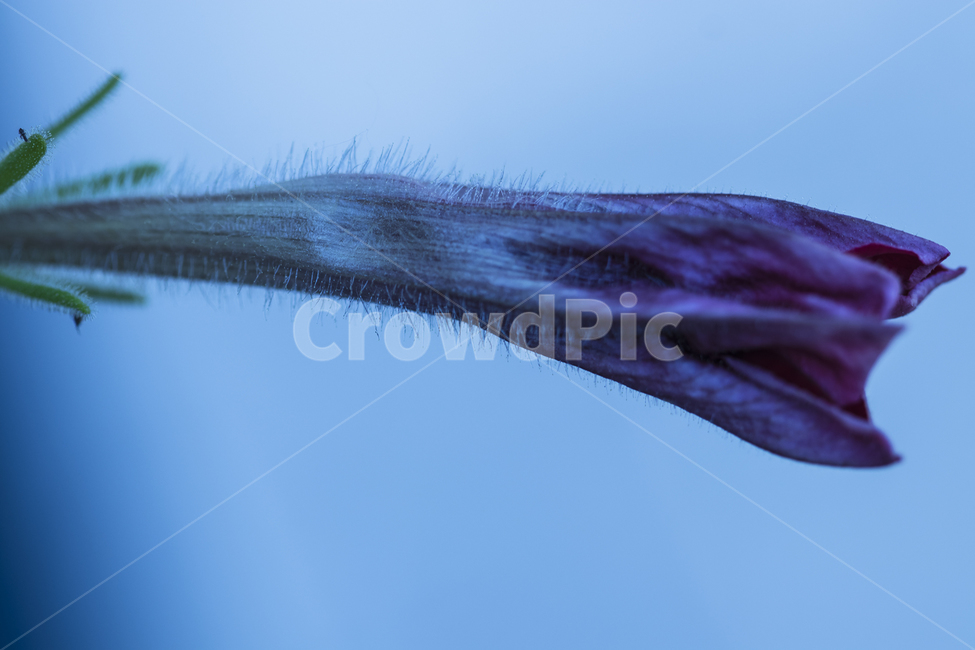 꽃,작은꽃,귀여운꽃,작고귀여운꽃,꽃봉우리,식물,자연,plants,nature,꽃,flower