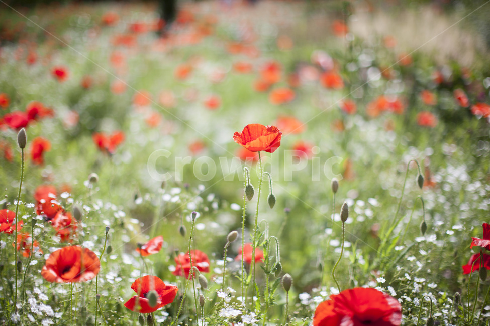 양귀비,양귀비꽃,개양귀비,꽃,식물,봄꽃,flower,자연,배경,식물,자연,plants,nature,꽃,flower