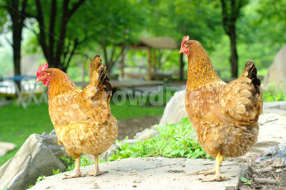 닭,토종닭,닭사육,육계닭,닭고기,동물,animal,조류,새,birds