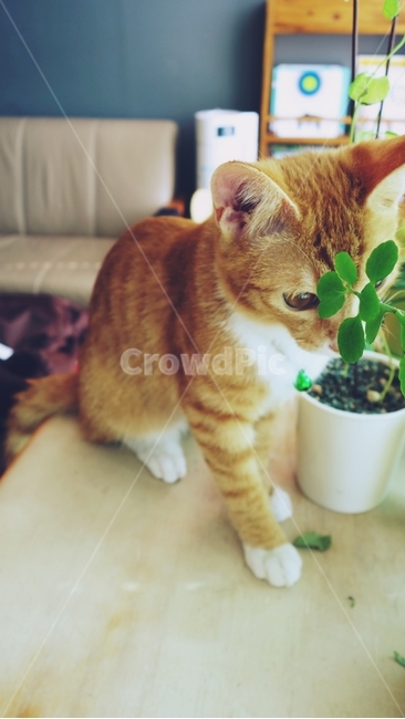 고양이,cat,pet,동물,화분,테이블,동물,animal,포유류,mammal,고양이,cat,kitten,kitty