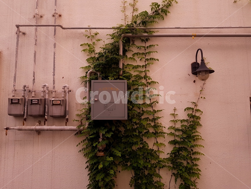 건물,벽,담쟁이,도시,자연,조화,building,wall,ivy,city,nature,harmony,빈티지사진,빈티지느낌,빈티지감성,vintage