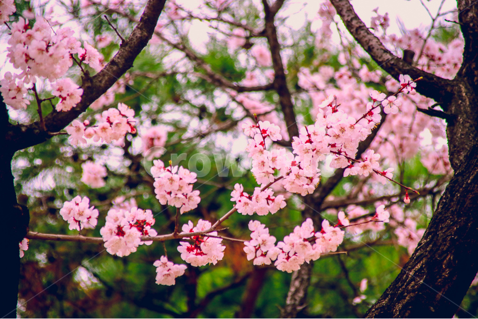 꽃,풍경,배경,봄,벚꽃,분홍색,힐링,선유도공원,봄,계절,spring,season,식물,자연,plants,nature,꽃,flower,감성,sensible,feeling,plant,blossom