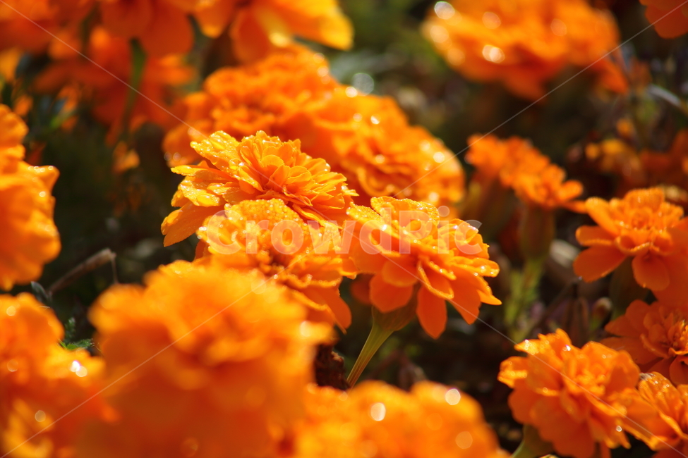 메리골드,꽃,식물,marigold,국화과,만수국,식물,자연,plants,nature,꽃,flower