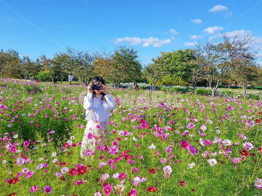 코스모스,가을,여자,field,들판,cosmos,사람,인물,인간,human,person,여성,여자,woman,female,lady