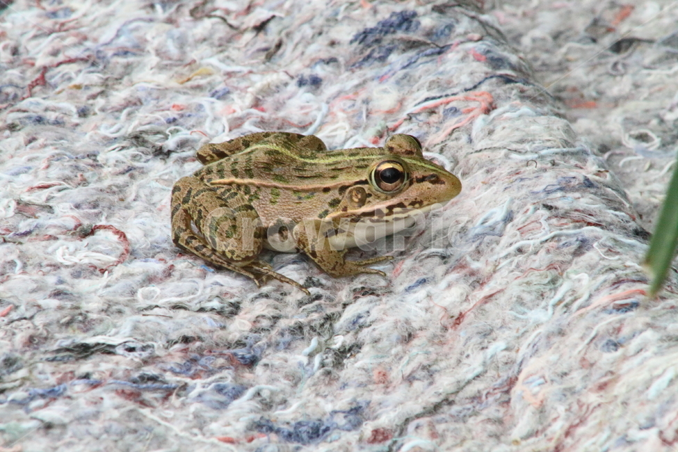 개구리,토종개구리,양서류,동물,frog,동물,animal,파충류,양서류,reptile,amphibian