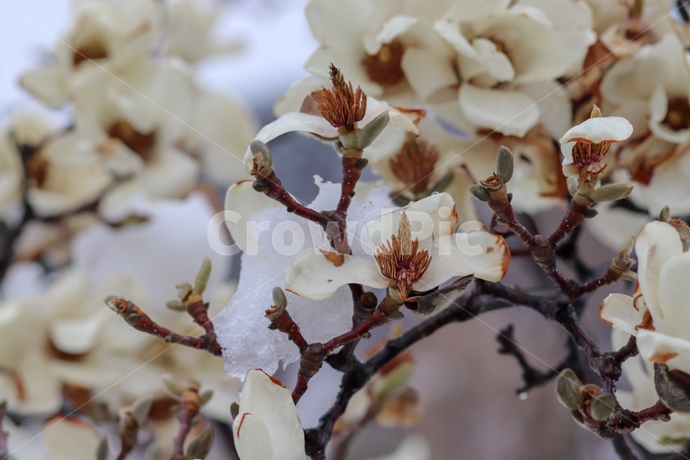 벚꽃,매화,봄꽃,눈맞은꽃,목련,식물,자연,plants,nature,꽃,flower