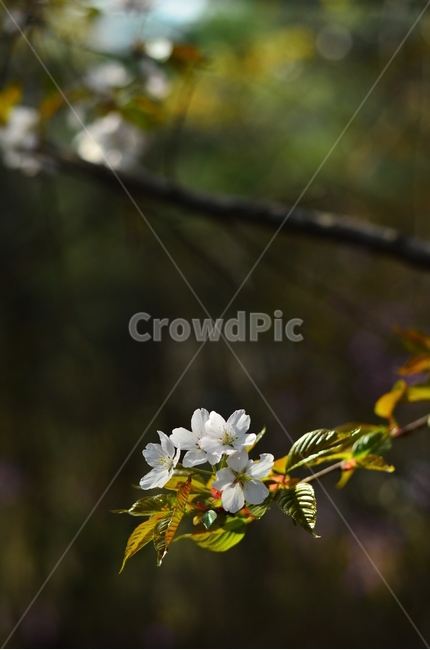 봄,벚꽃,자연,식물,꽃,봄,계절,spring,season,식물,자연,plants,nature,꽃,flower,plant