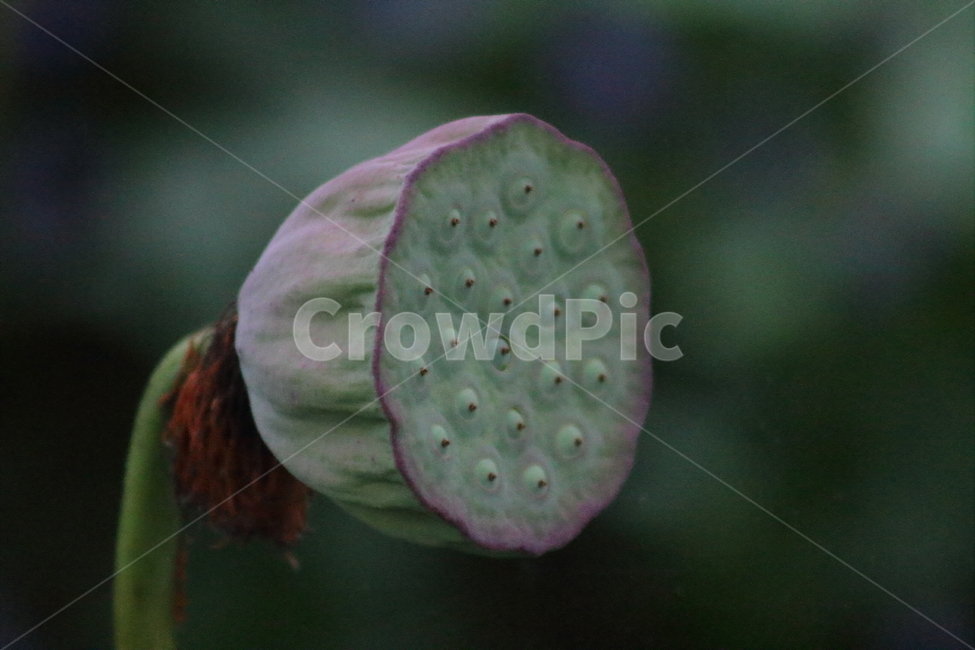 연,연씨,연자,연밥,lotus,식물,자연,plants,nature