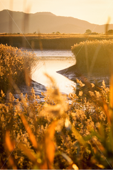 가을,계절,갈대,순천만,자연,풍경,태양,해,햇빛,만,autumn,fall,seasons,reed,suncheonbay,bay,nature,landscape,sun,sunlight,가을,계절,fall,autumn,season,자연,풍경,nature,landscape,한국자연풍경,한국자연경관,korea nature landscape,휴식,힐링,rest,relaxation,healing,bush,부시,vegetation,초목,plant,식물,grass,잔디