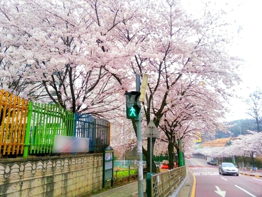 꽃,봄,풍경,벚꽃,꽃놀이,도로,거리